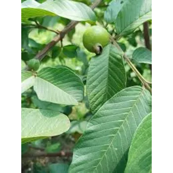 Nice Guava Plant